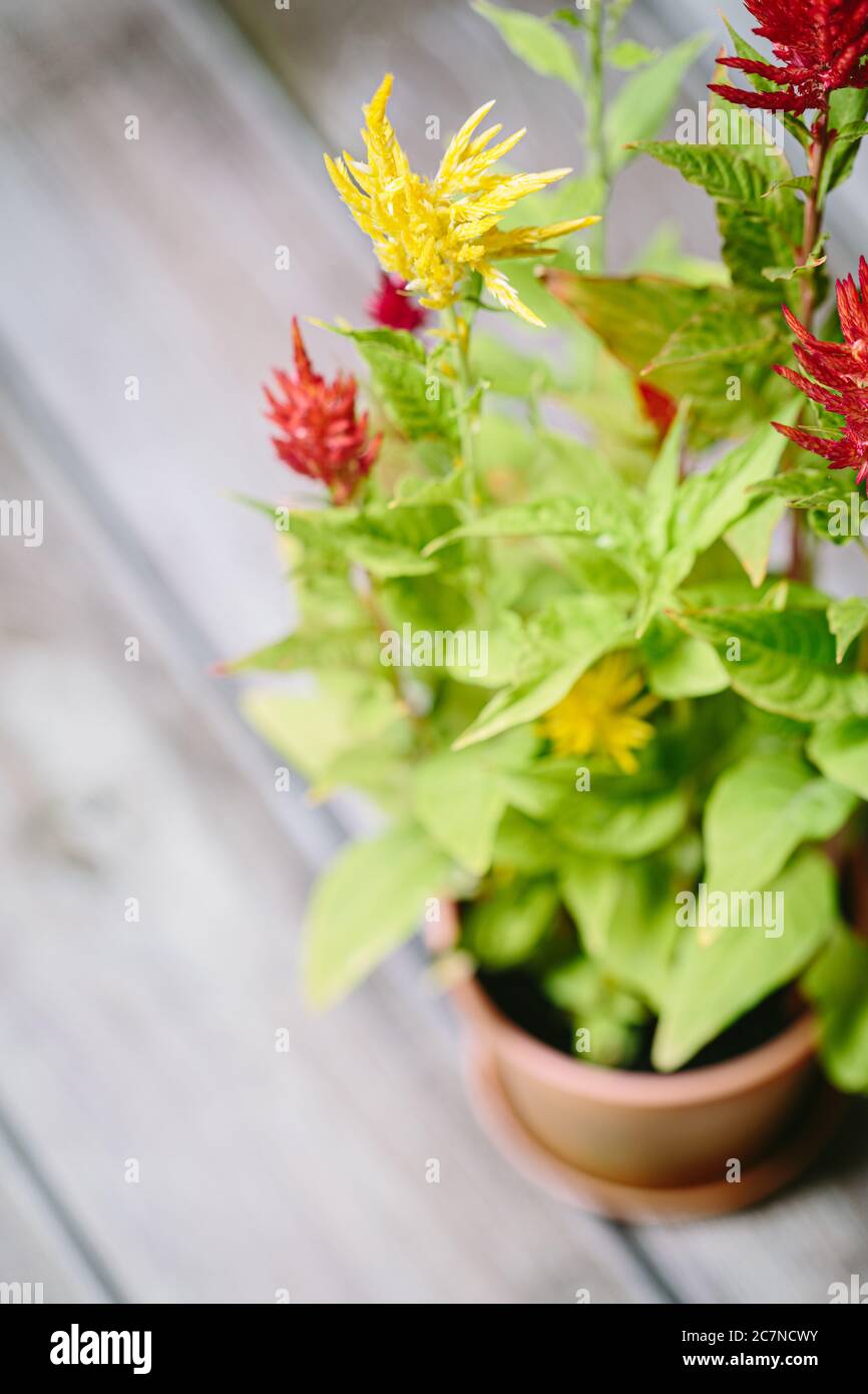 Cockscomb plante chinoise de celosia avec des fleurs poilues en fleur Banque D'Images