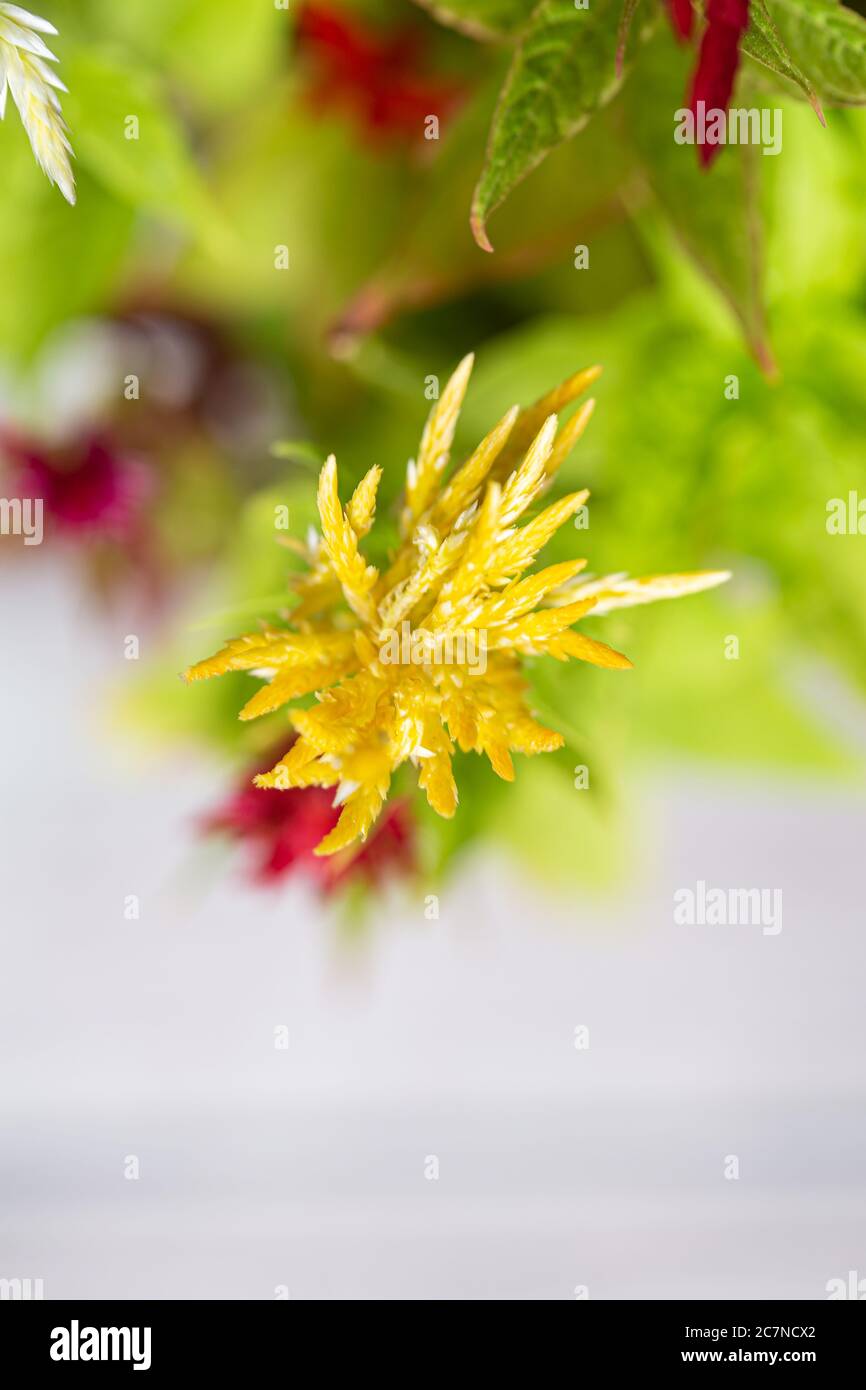 Cockscomb plante chinoise de celosia avec des fleurs poilues en fleur Banque D'Images