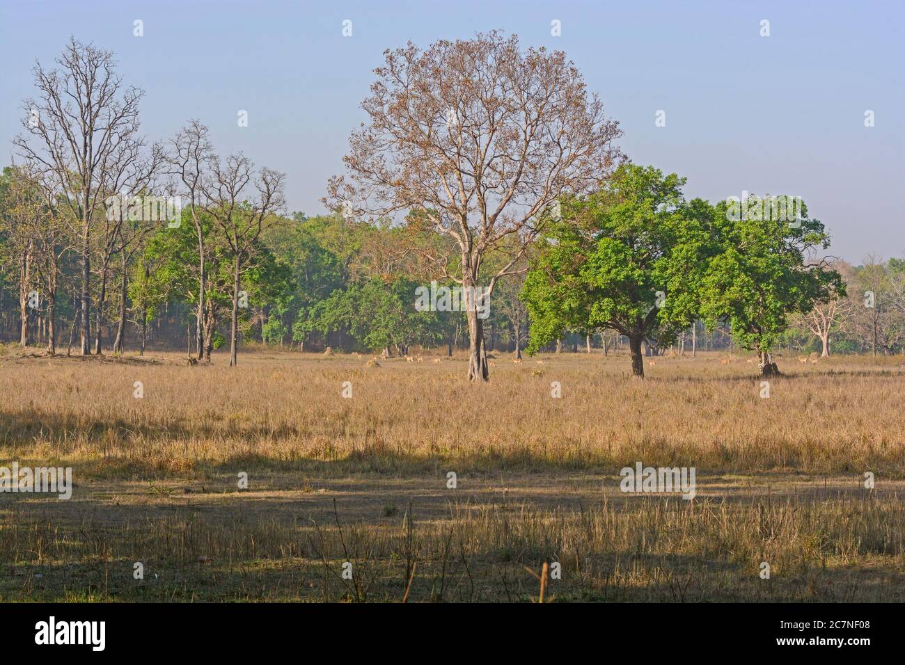 Tigre Forêt de Sal dans le Parc National de Kanha en Inde Banque D'Images