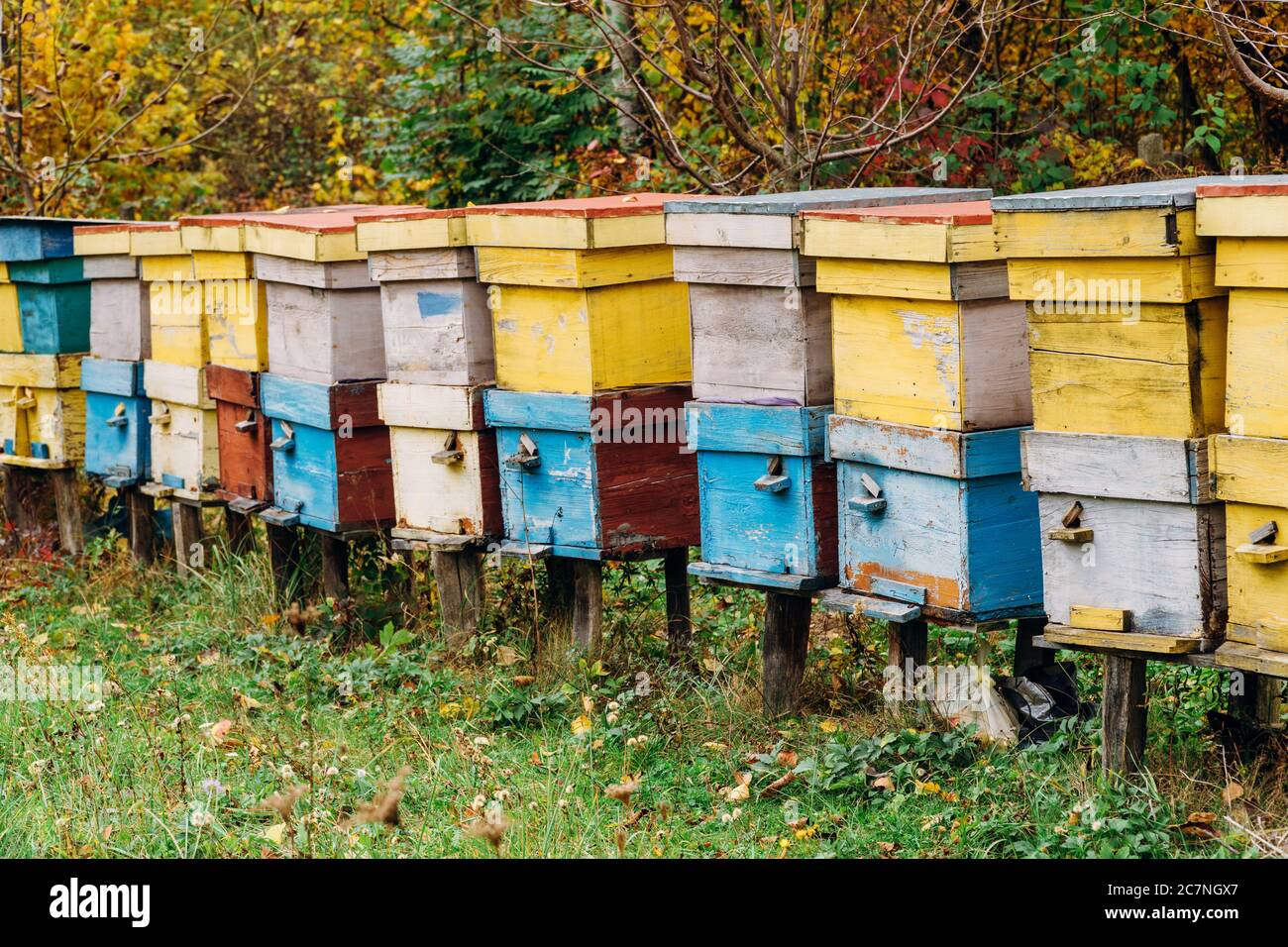 Les abeilles volant près de la ferme de ruches travaillant sur de colonie d'abeilles Banque D'Images