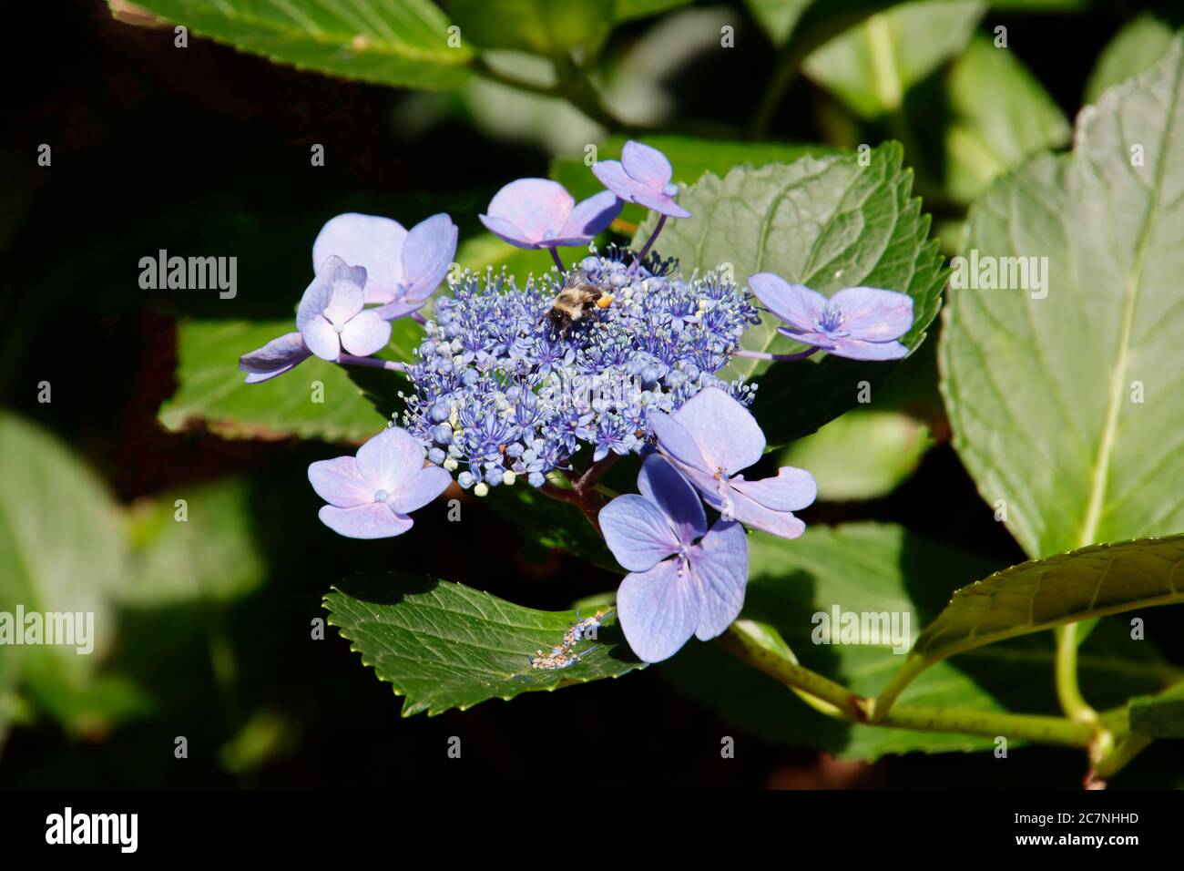 Hydrangea macrophylla Blue Wave Banque D'Images