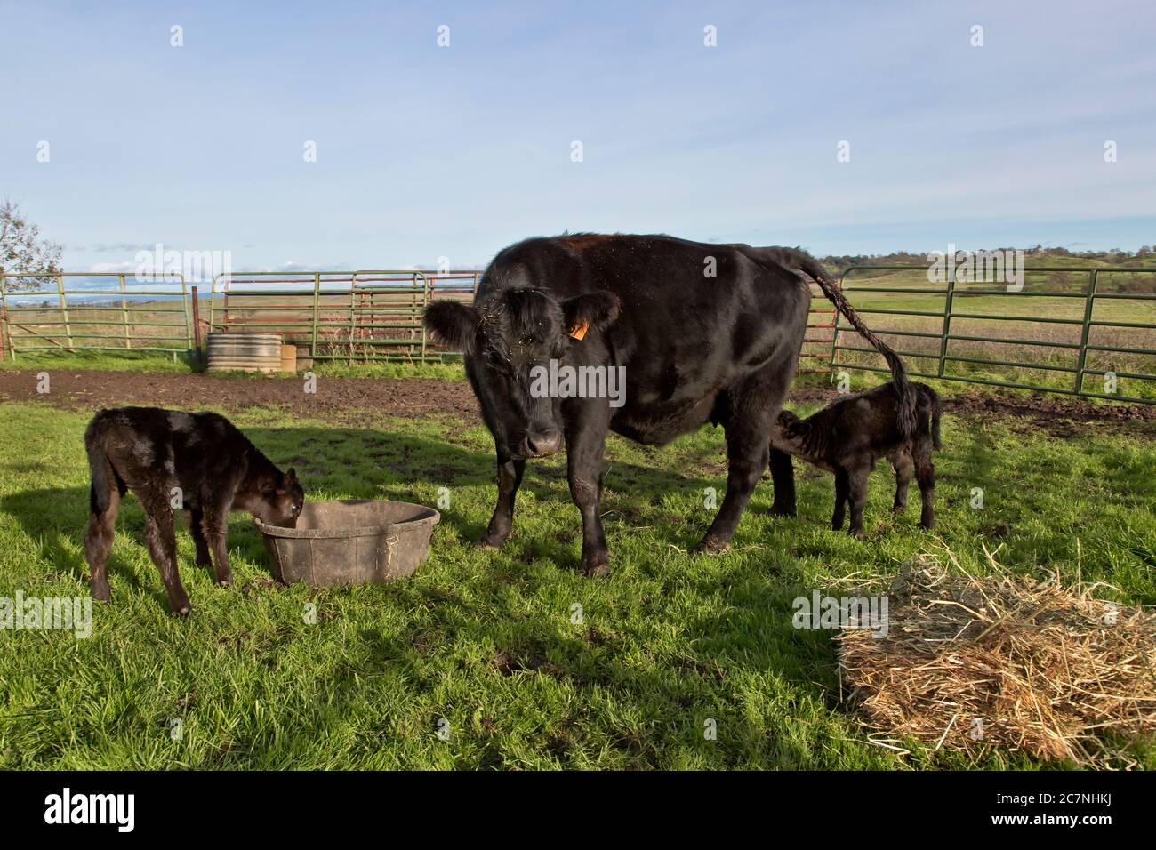 Vache Angus noire avec deux veaux nouveau-nés se nourrissant, stylo clôturé. Banque D'Images