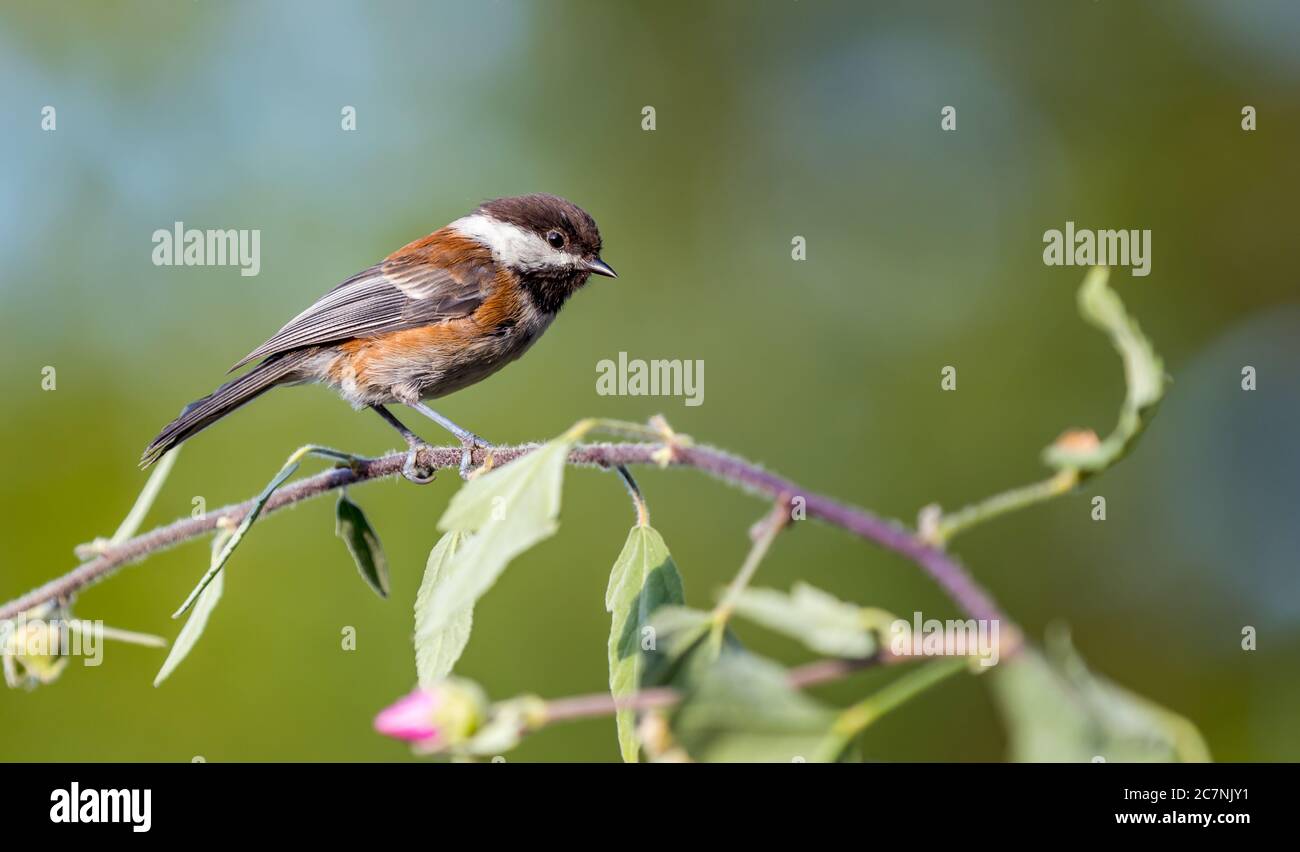 Une chichadée à dos de châtaignier ' Poecile rufescens ' recherche de la nourriture parmi les branches d'un arbre. Banque D'Images