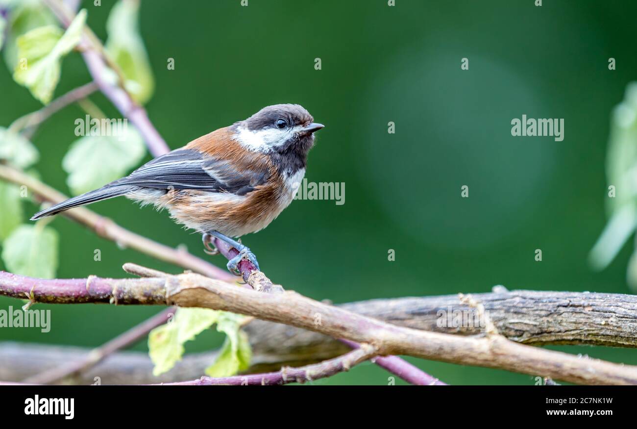 Une chichadée à dos de châtaignier ' Poecile rufescens ' recherche de la nourriture parmi les branches d'un arbre. Banque D'Images