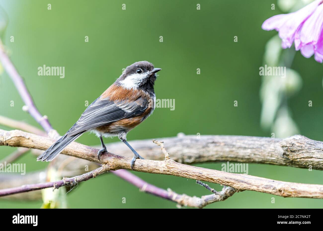 Une chichadée à dos de châtaignier ' Poecile rufescens ' recherche de la nourriture parmi les branches d'un arbre. Banque D'Images