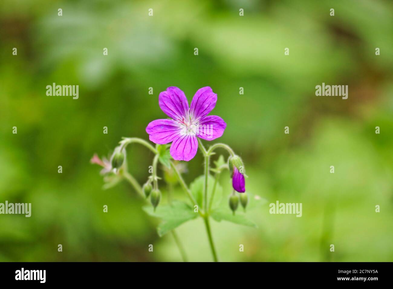 Géranium des bois (Geranium sylvaticum) sur fond vert flou. Fleurs de forêt violette. Banque D'Images