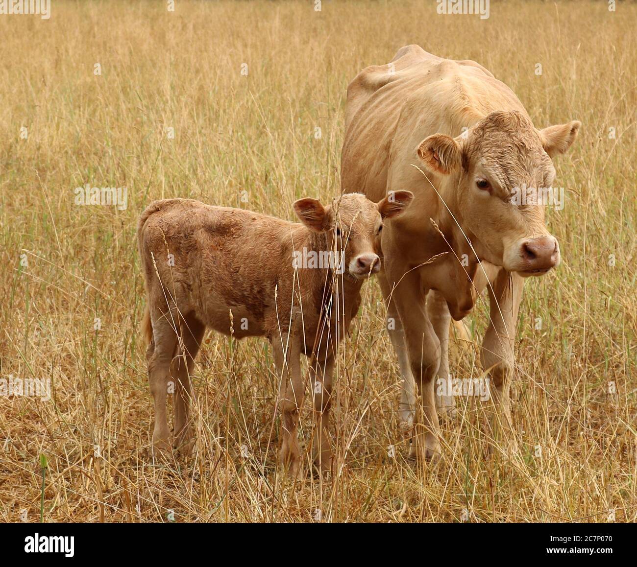 Charlais A La Recherche De La Vache Avec Le Jeune Bebe Dans L Herbe Seche Photo Stock Alamy