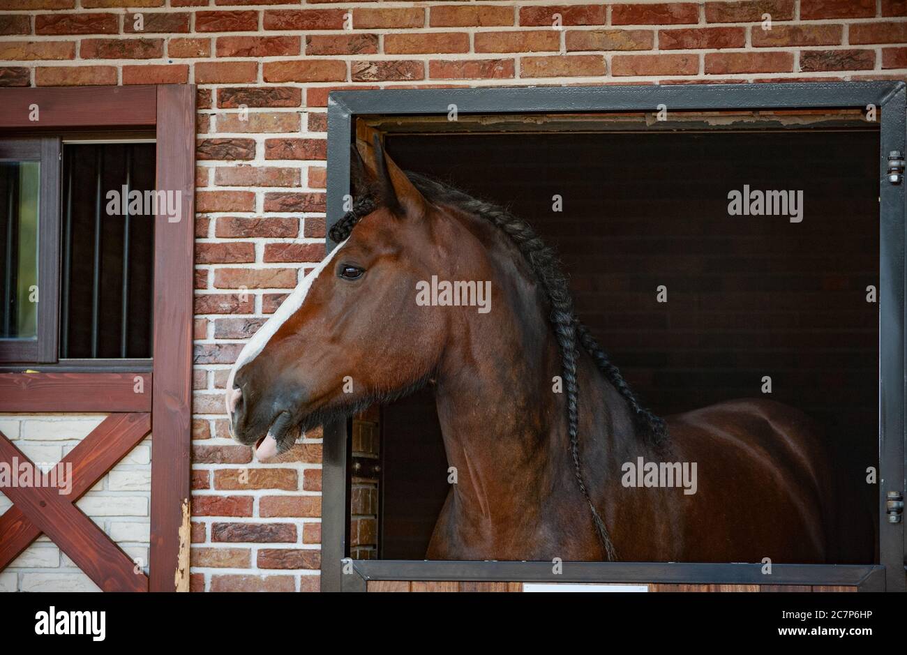Shire Horse regarde de près la caisse stable Banque D'Images