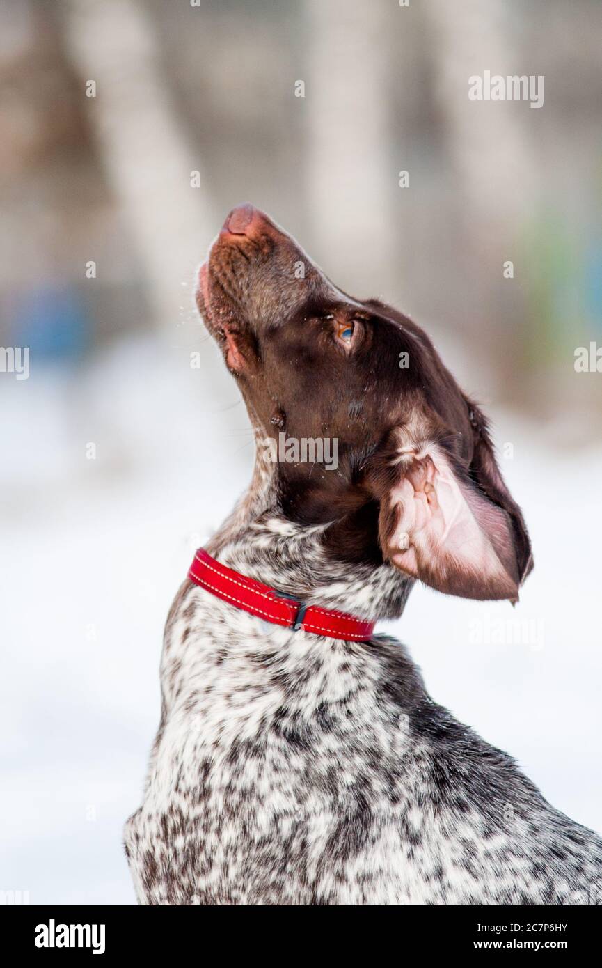 Un chien mignon regarde le propriétaire, portrait d'hiver Banque D'Images