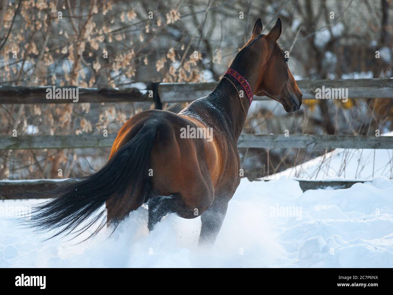 Magnifique étalon akhal-teke qui marche dans un enclos hivernal enneigé Banque D'Images