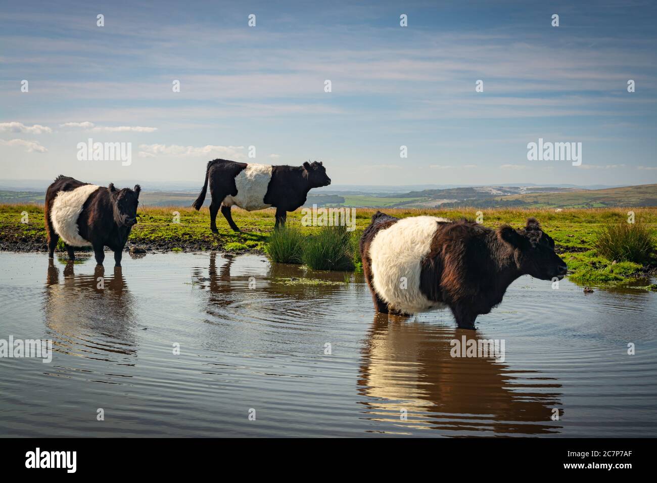 Vaches Galloway avec ceinture sur Dartmoor Banque D'Images