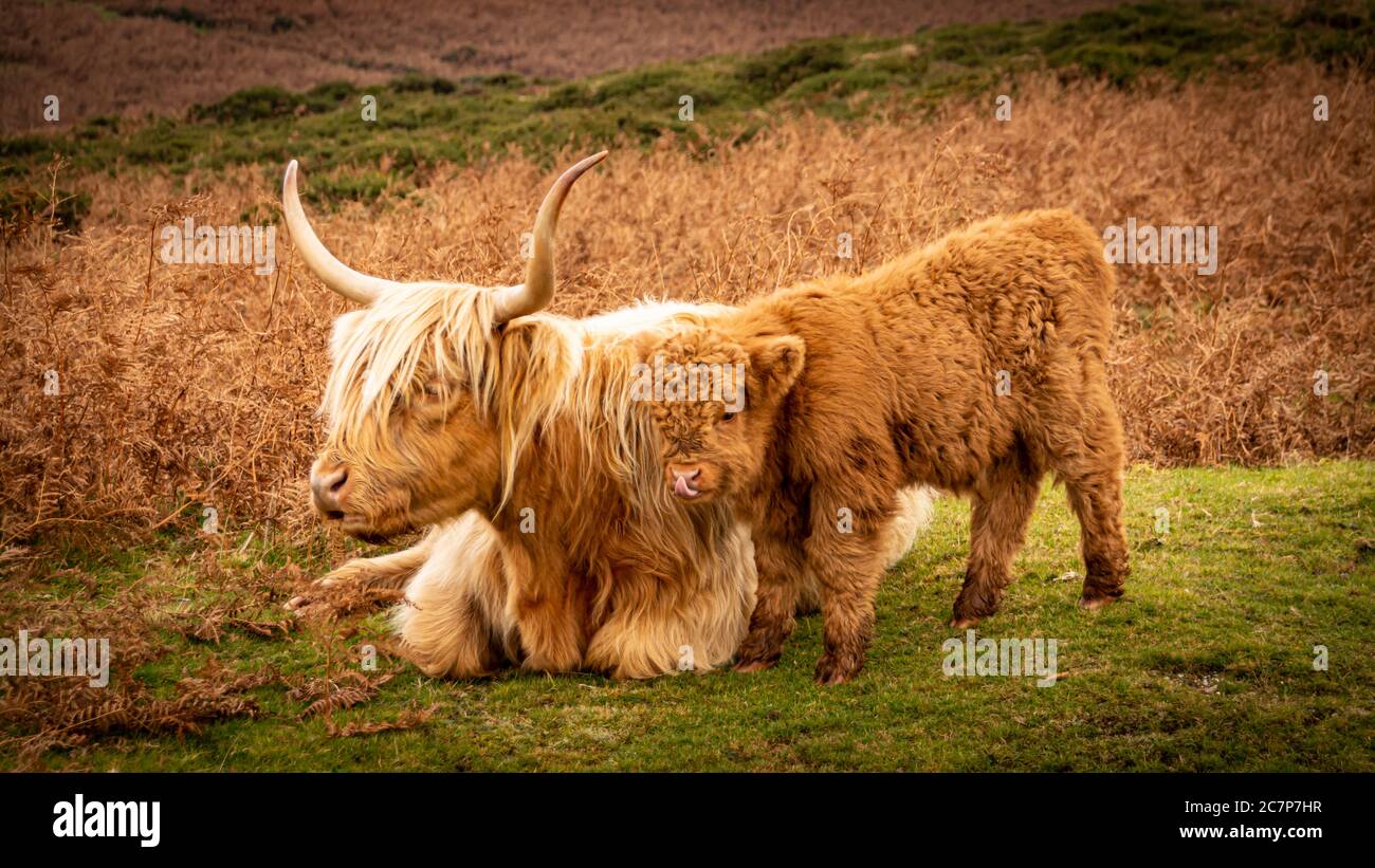 Highland Cow et Calf sur Dartmoor Banque D'Images
