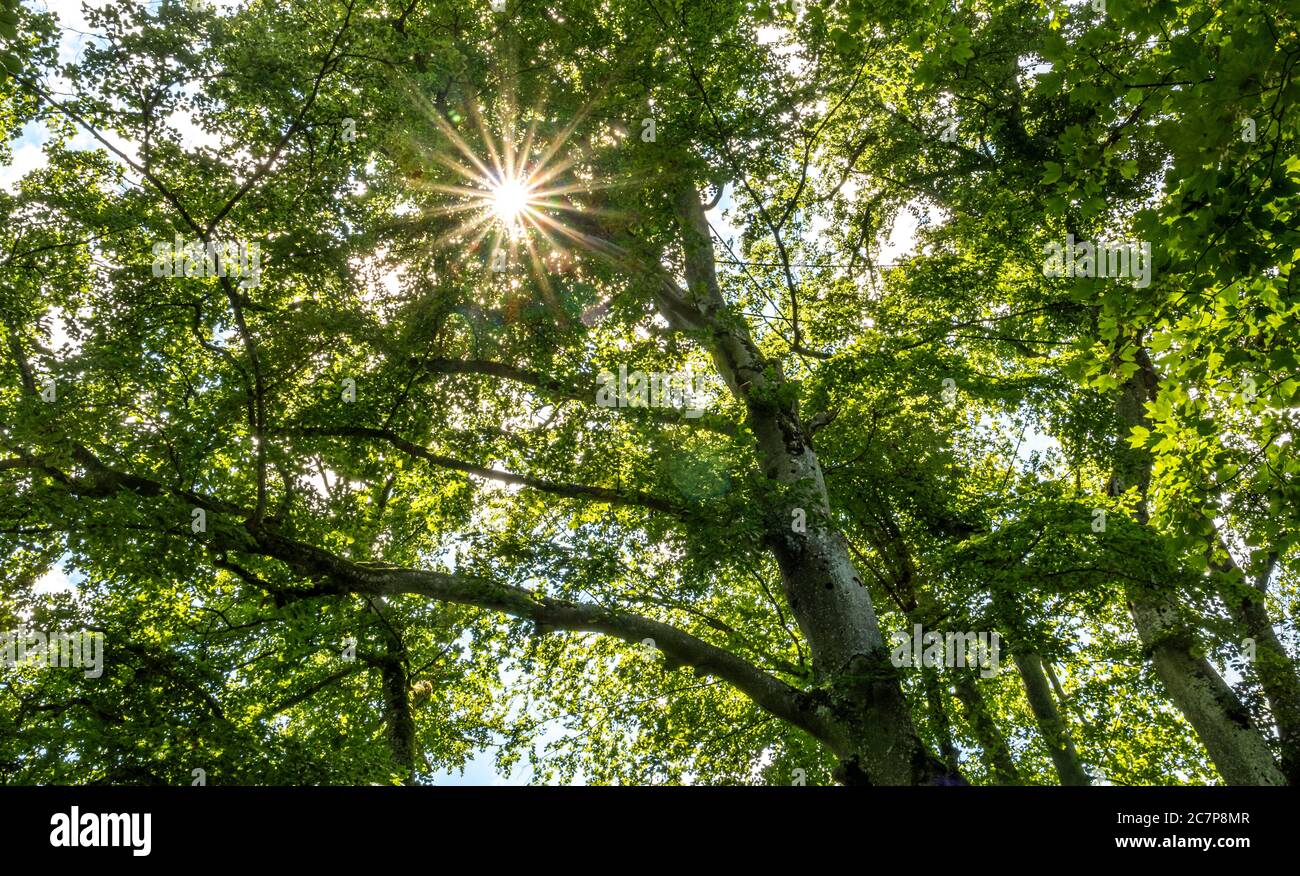 Le soleil brille à travers un grand hêtre européen (Fagus sylvatica) dans la forêt, Bernried, Bavière, Allemagne, Europe Banque D'Images