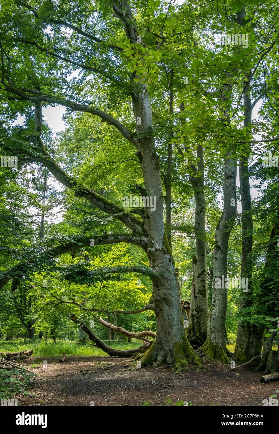 Hêtre européen (Fagus sylvatica) dans la forêt, Bernried, Bavière, Allemagne, Europe Banque D'Images