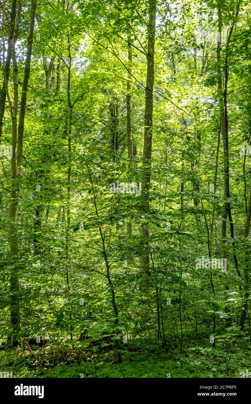 Forêt de feuillus avec des hêtres (Fagus sylvatica) dans le dos, haute-Bavière, Allemagne, Europe Banque D'Images