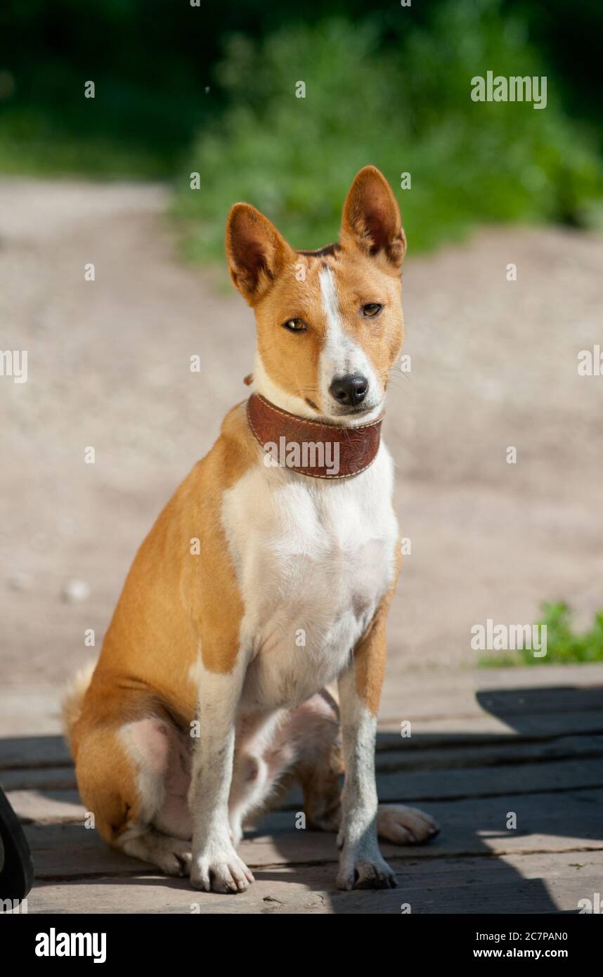 basenji assis sur un pont en bois Banque D'Images