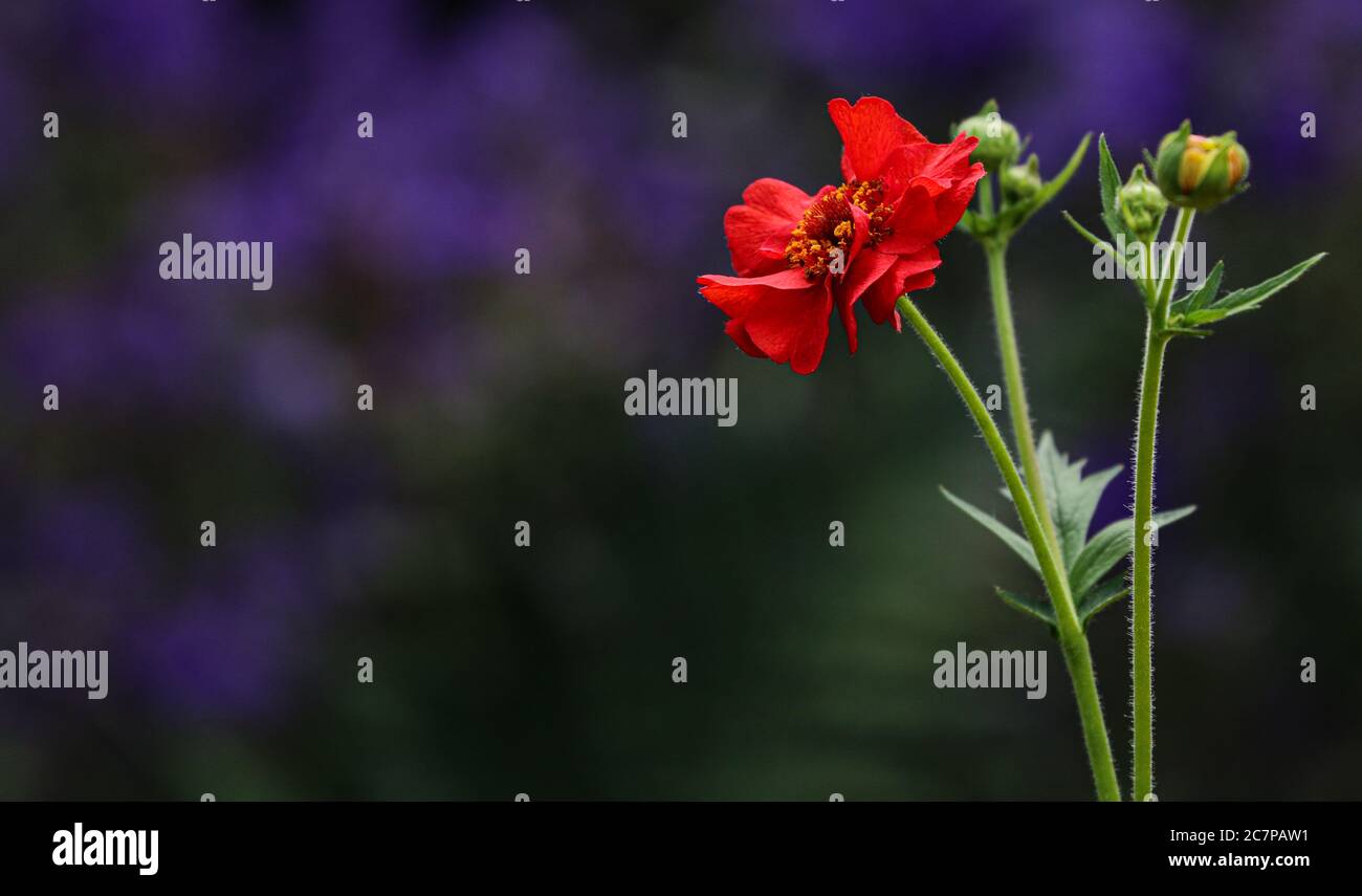 Une fleur de Geum rouge avec des bourgeons non ouverts sur un arrière-plan violet non focalé Banque D'Images