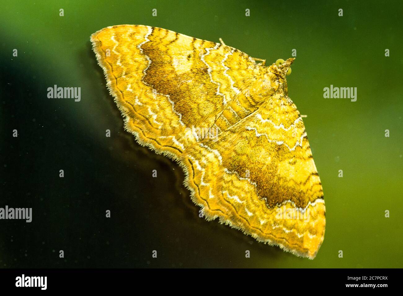 La Moth jaune de coquille (Camptogramma bilineata) vu sur le verre sur une fenêtre. Banque D'Images