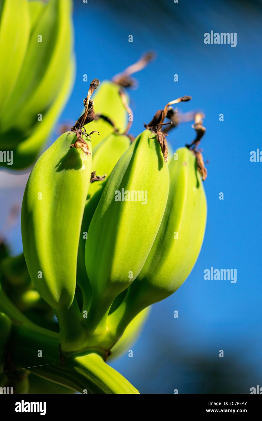 une image en gros plan de jeunes bananes vertes poussant sur un arbre Banque D'Images