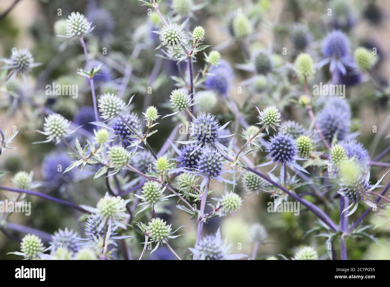 Le houx méditerranéen (Eryngium bourgatii) fleurira au soleil Banque D'Images