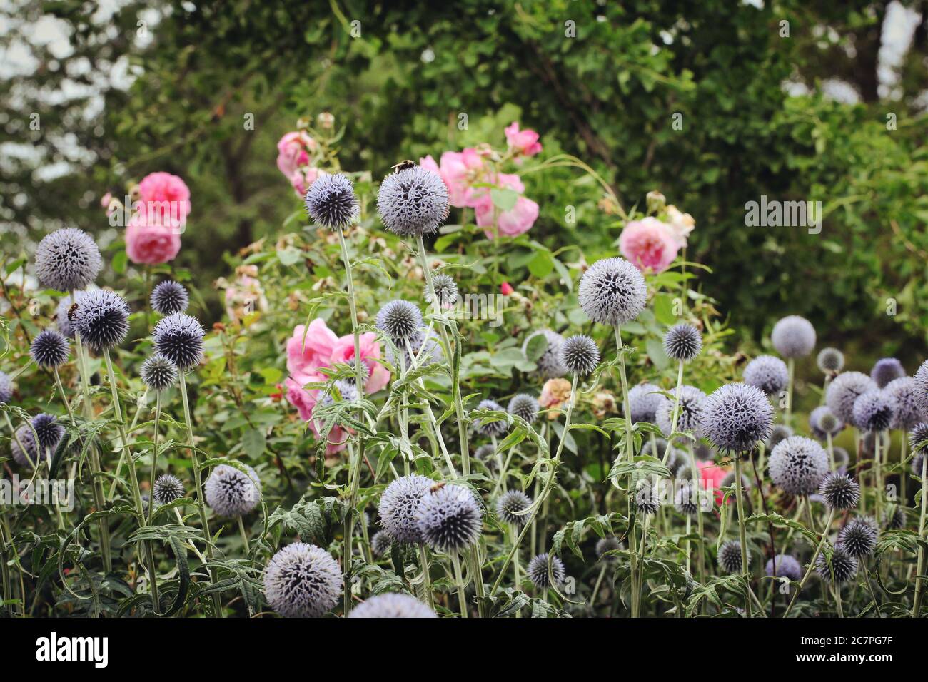 Echinops 'Taflop Blue' globe chardon en fleur pendant les mois d'été Banque D'Images