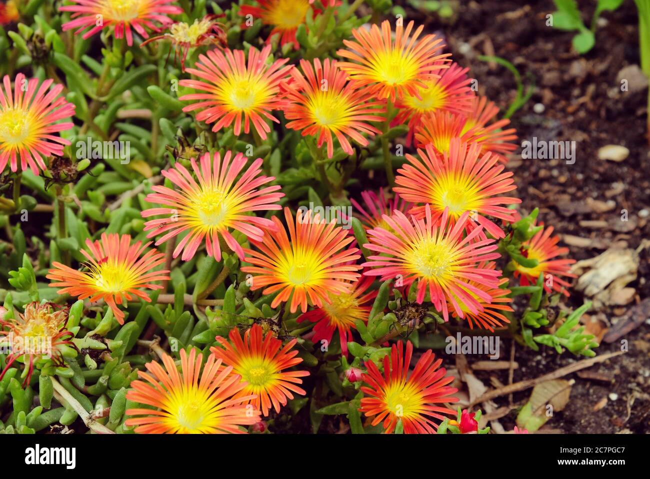 Usine de glace de Delosperma 'roues d'émerveillement ou 'émerveillement de feu' en fleur Banque D'Images