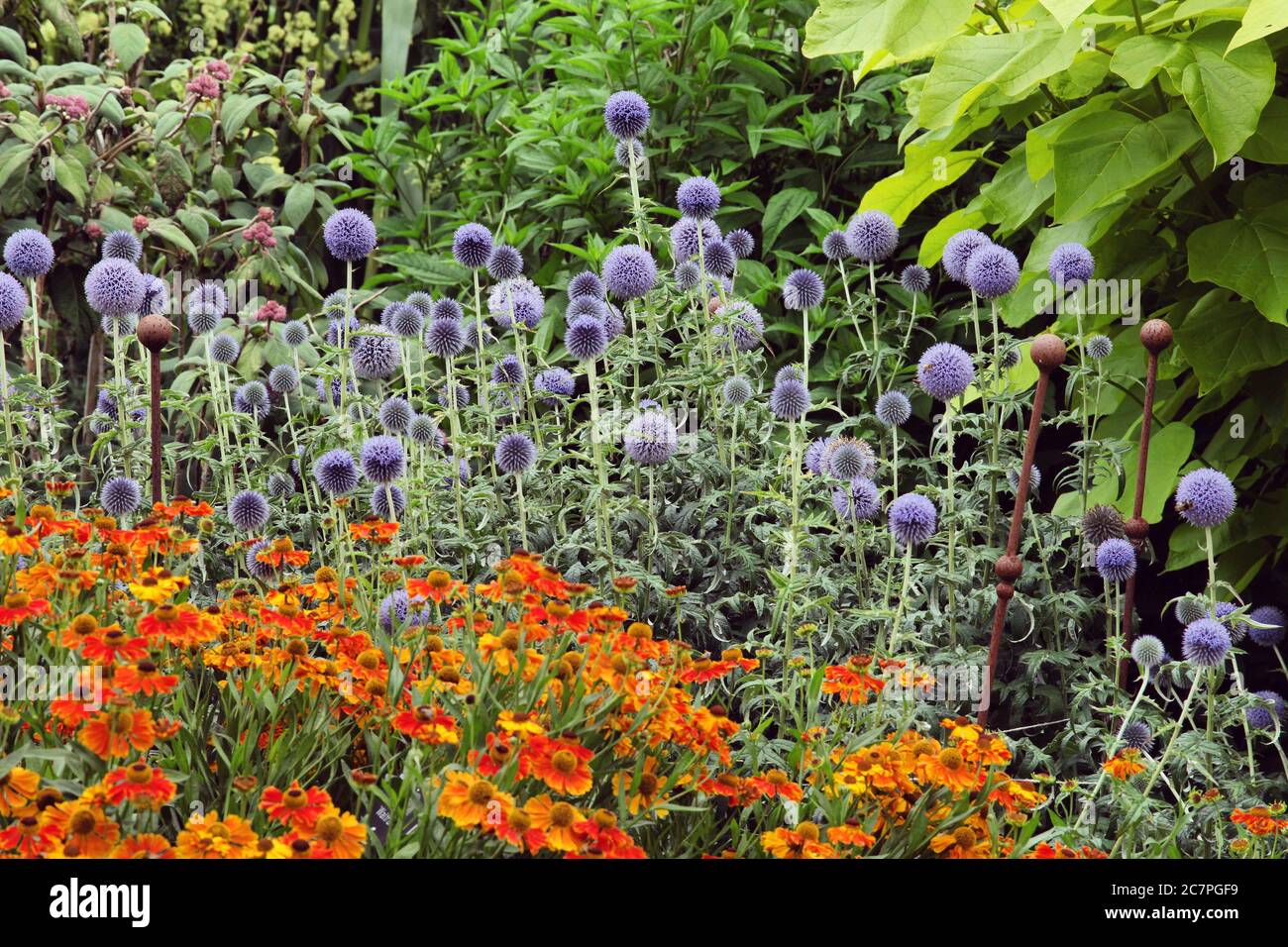 Helenium 'Sahin's Early Flowerer éternuement pâquerettes et Echinops bleu globe chardon en fleur pendant les mois d'été Banque D'Images