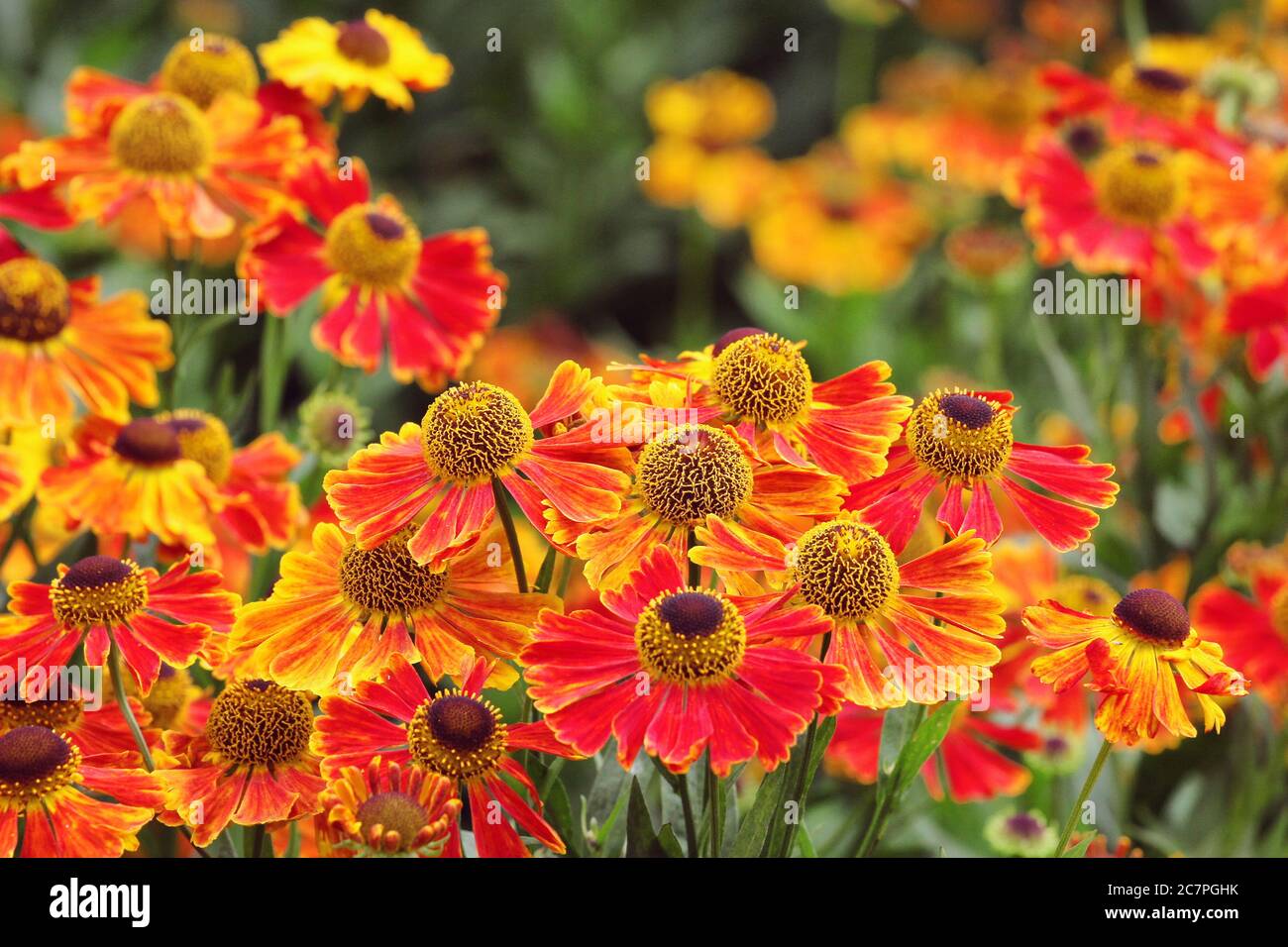 L'helenium 'Waltraut' éternuait en fleur pendant les mois d'été Banque D'Images