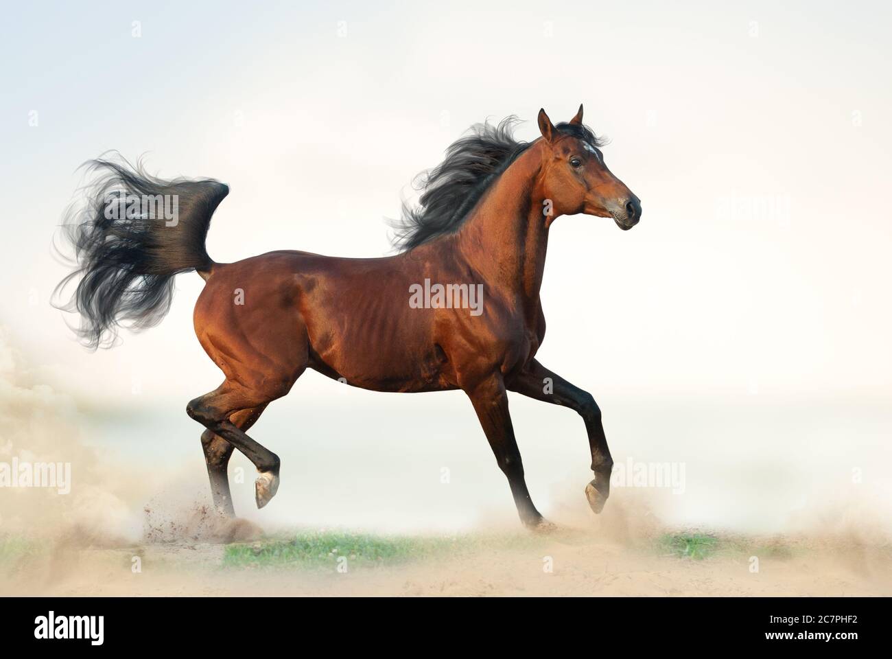 Magnifique person de la baie sur la liberté. Un cheval arabe qui court en liberté sur la nature. Cheval arabe de la baie sur l'herbe. Élégant troltage arabe Banque D'Images