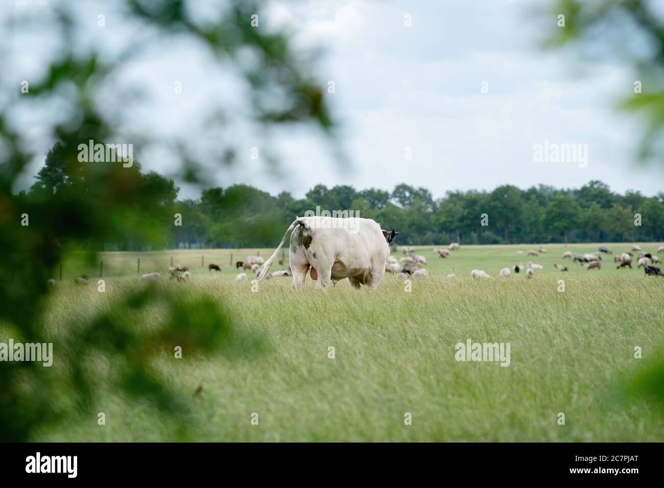 Les vaches et les taureaux se broutent sur un pâturage dans un pré vert, mangent de l'herbe fraîche. Taureau blanc en premier plan, troupeau en arrière-plan. Le concept de bétail et Banque D'Images