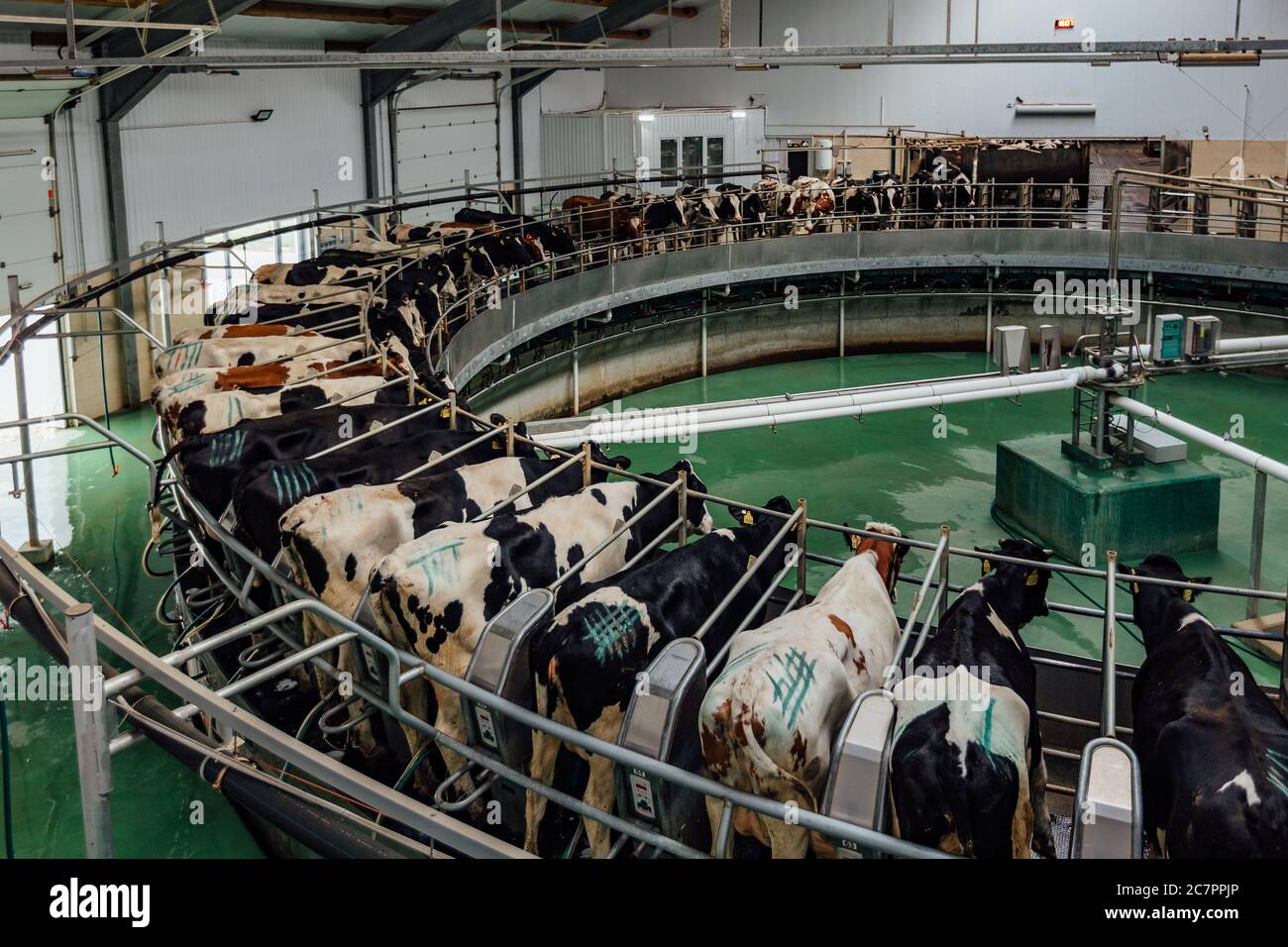 Traite les vaches par système rotatif automatique de traite industriel dans moderne ferme de journaux Banque D'Images