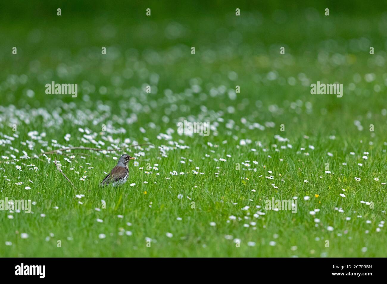 Un tarif adulte dans un pré vert au lac Starnberg Banque D'Images