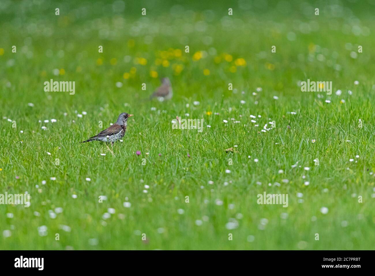 Un tarif adulte dans un pré vert au lac Starnberg Banque D'Images