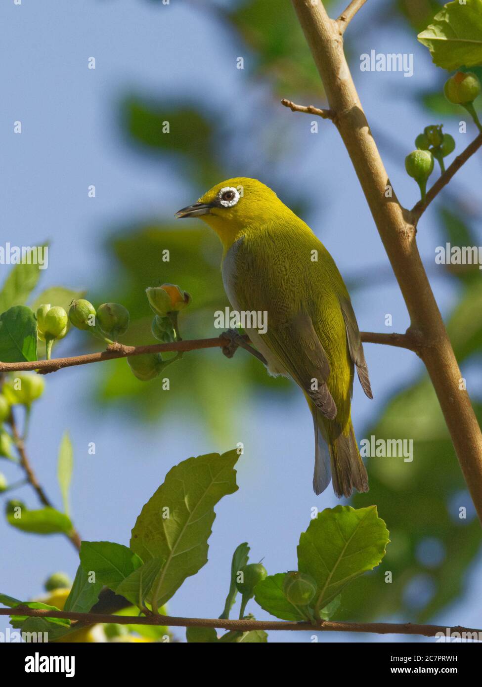 Œil blanc indien (Zosterops palpebrosus) Banque D'Images