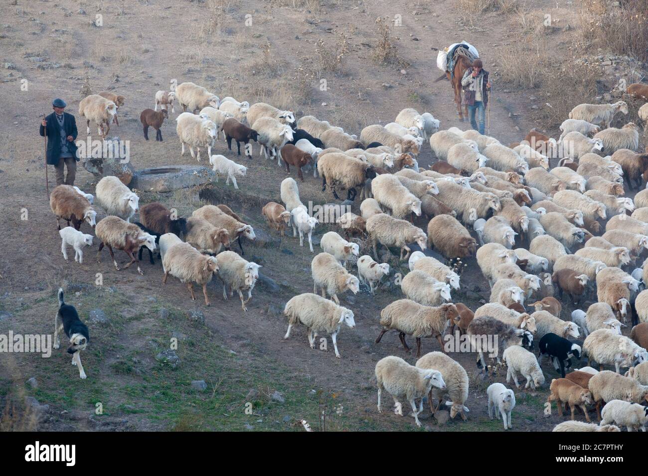 Les bergeuses arméniennes conduisent des moutons sur les routes arméniennes, suivant un mode de vie qui a peu de chances d'avoir changé depuis de nombreuses générations. Arménie orientale. Banque D'Images