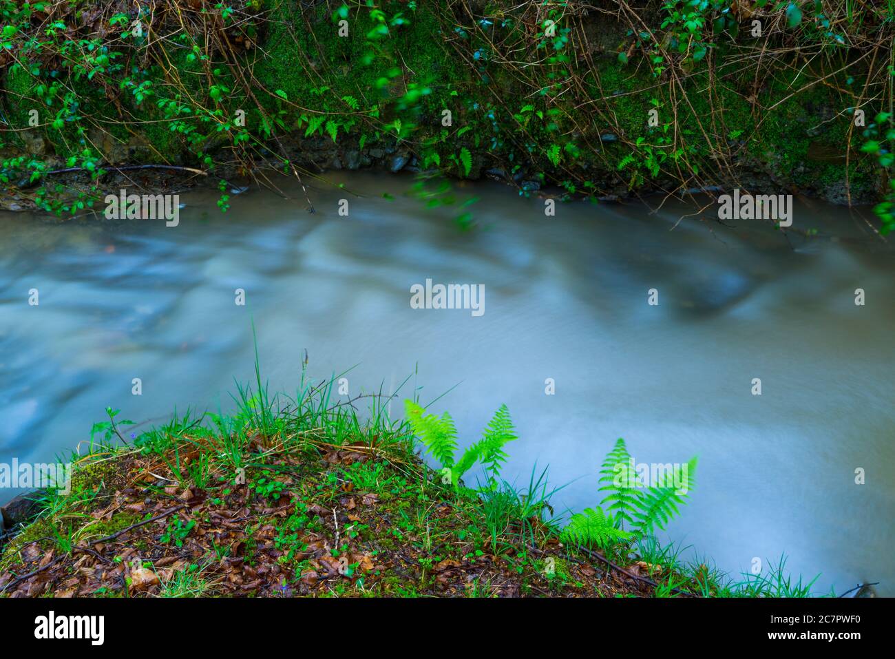 Fougère, Otzarreta forêt de hêtres, le Parc Naturel de Gorbeia, Biscaye, Pays Basque, Espagne, Europe Banque D'Images