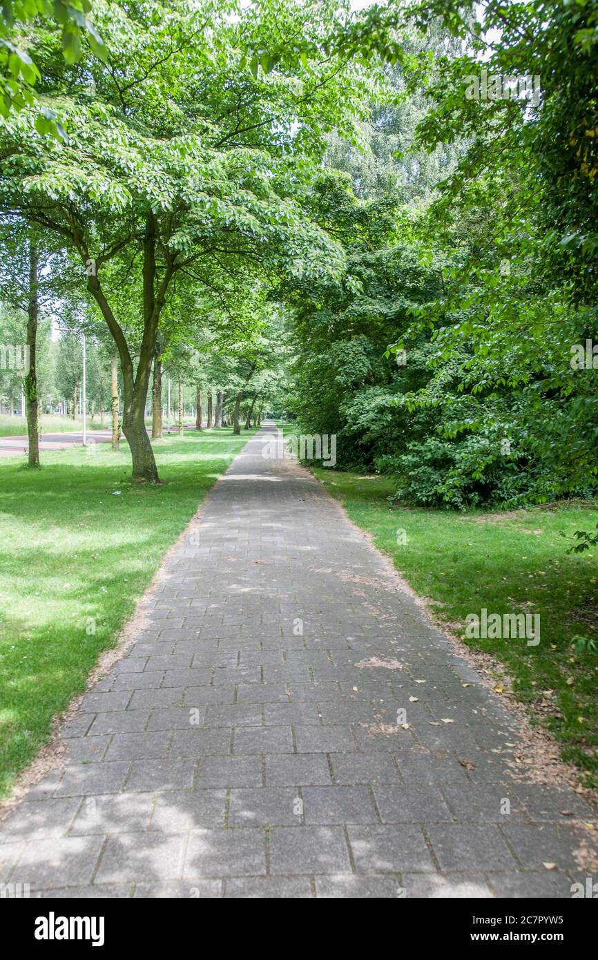 Promenade dans un environnement relaxant avec beaucoup de végétation verte et d'arbres Banque D'Images