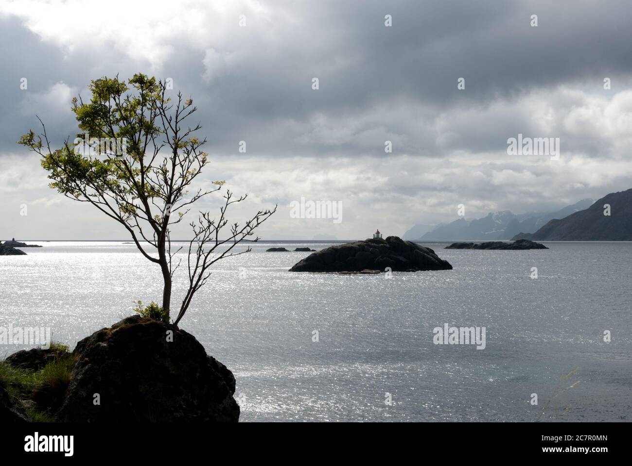 Arbre de Windbitten sur un rocher au fjord dans les îles Lofoten, Norvège. Banque D'Images