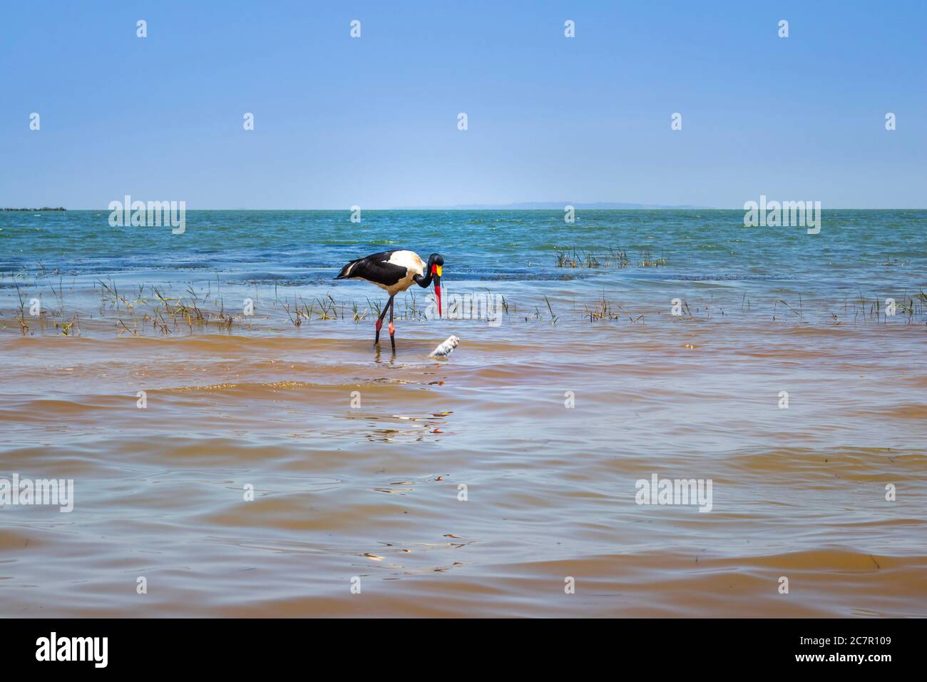 Un stok à bec grêle (Ephippiorhynchus senegalensis) mâle et femelle mangeant un poisson sur les rives du lac Victoria, Entebbe, Ouganda, Afrique Banque D'Images