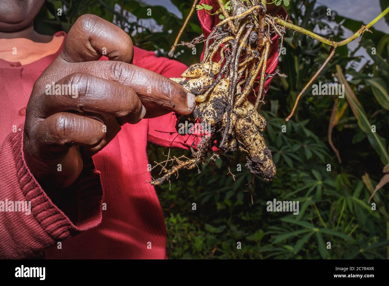 Arachides cultivées sur des plantes (Arachis hypogaea) récoltées, Ouganda, Afrique Banque D'Images