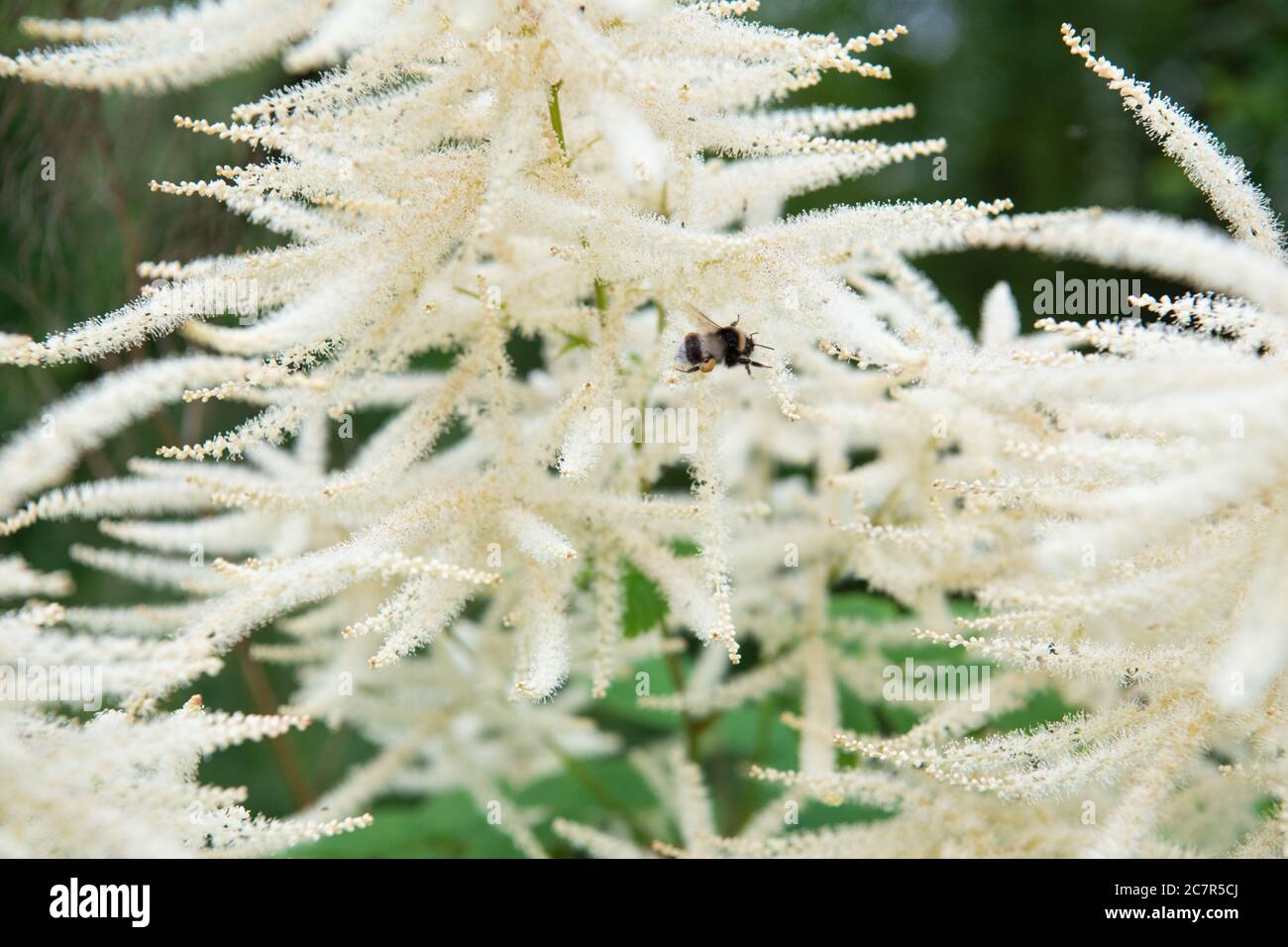 Bumblebee sur aruncus dioicus ou barbe de goatsbeard blanche, Écosse, Royaume-Uni Banque D'Images