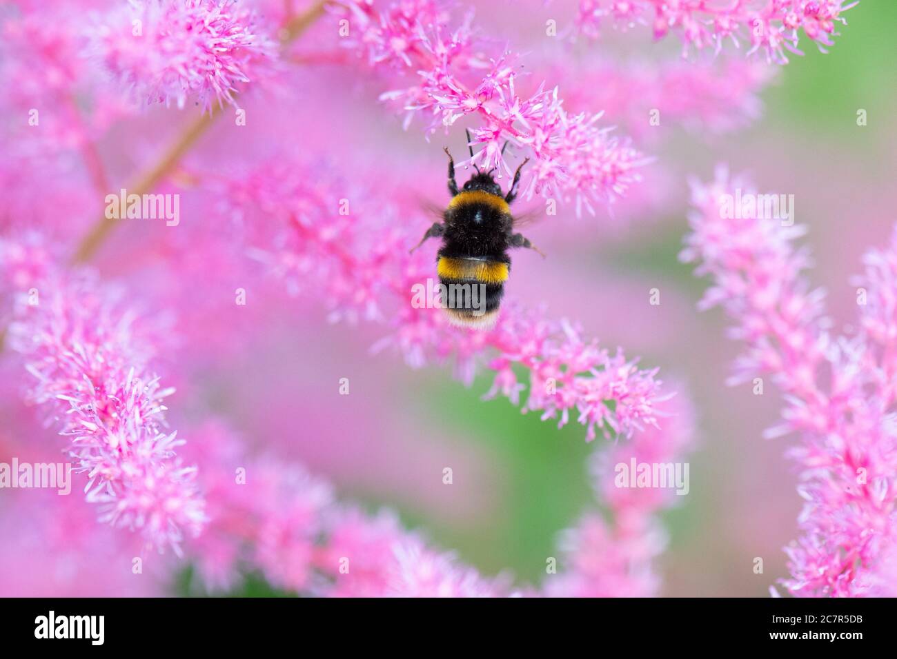 Bourdon sur des fleurs d'astilbe rose en Écosse, jardin britannique Banque D'Images