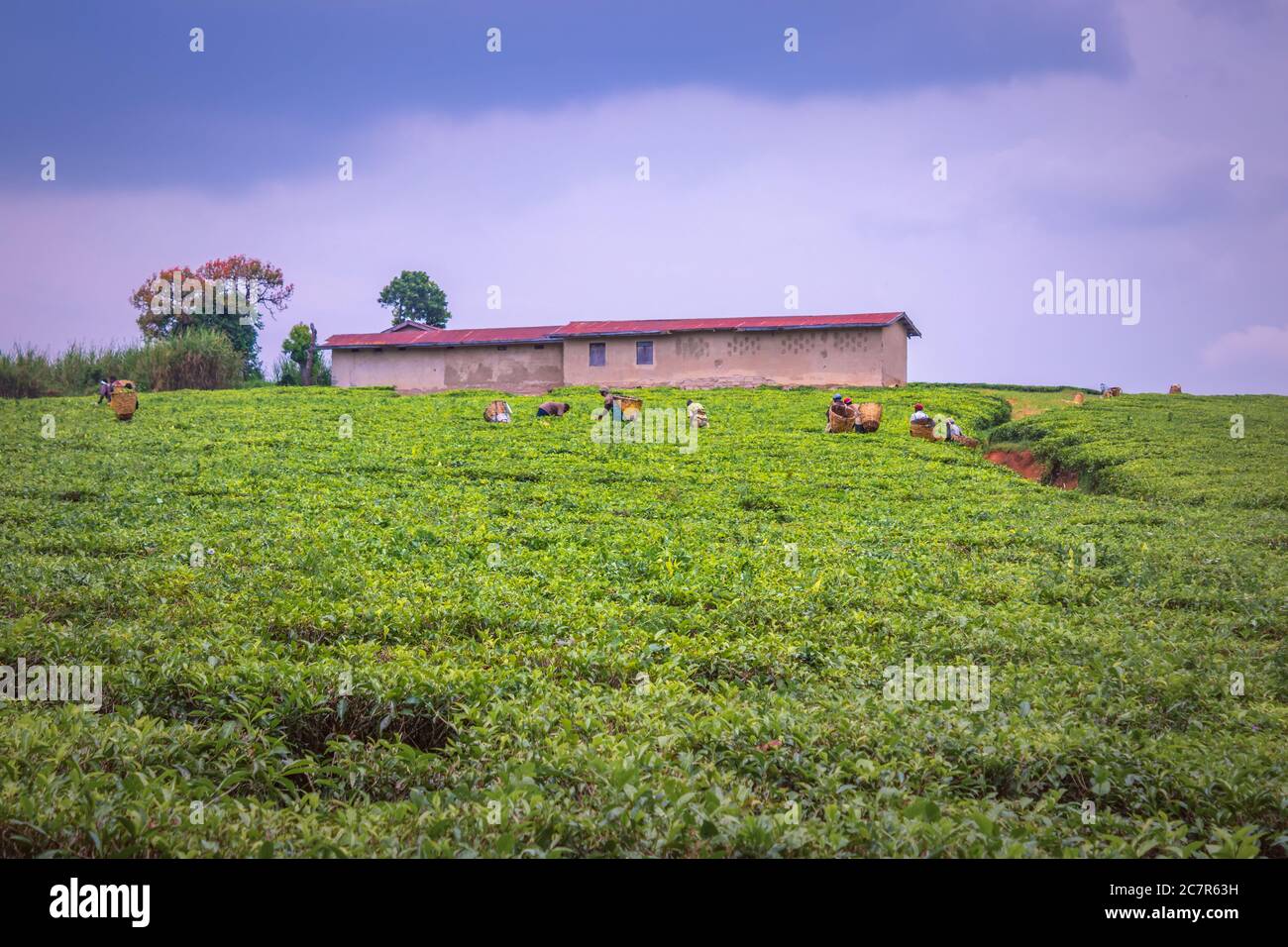 Vue des travailleurs récoltant dans une plantation de thé (Camellia sinensis), Rweteera, fort Portal, Ouganda, Afrique Banque D'Images