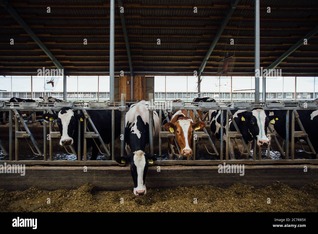 Holstein vaches de journal frisonnes dans la stalle de bétail libre Banque D'Images