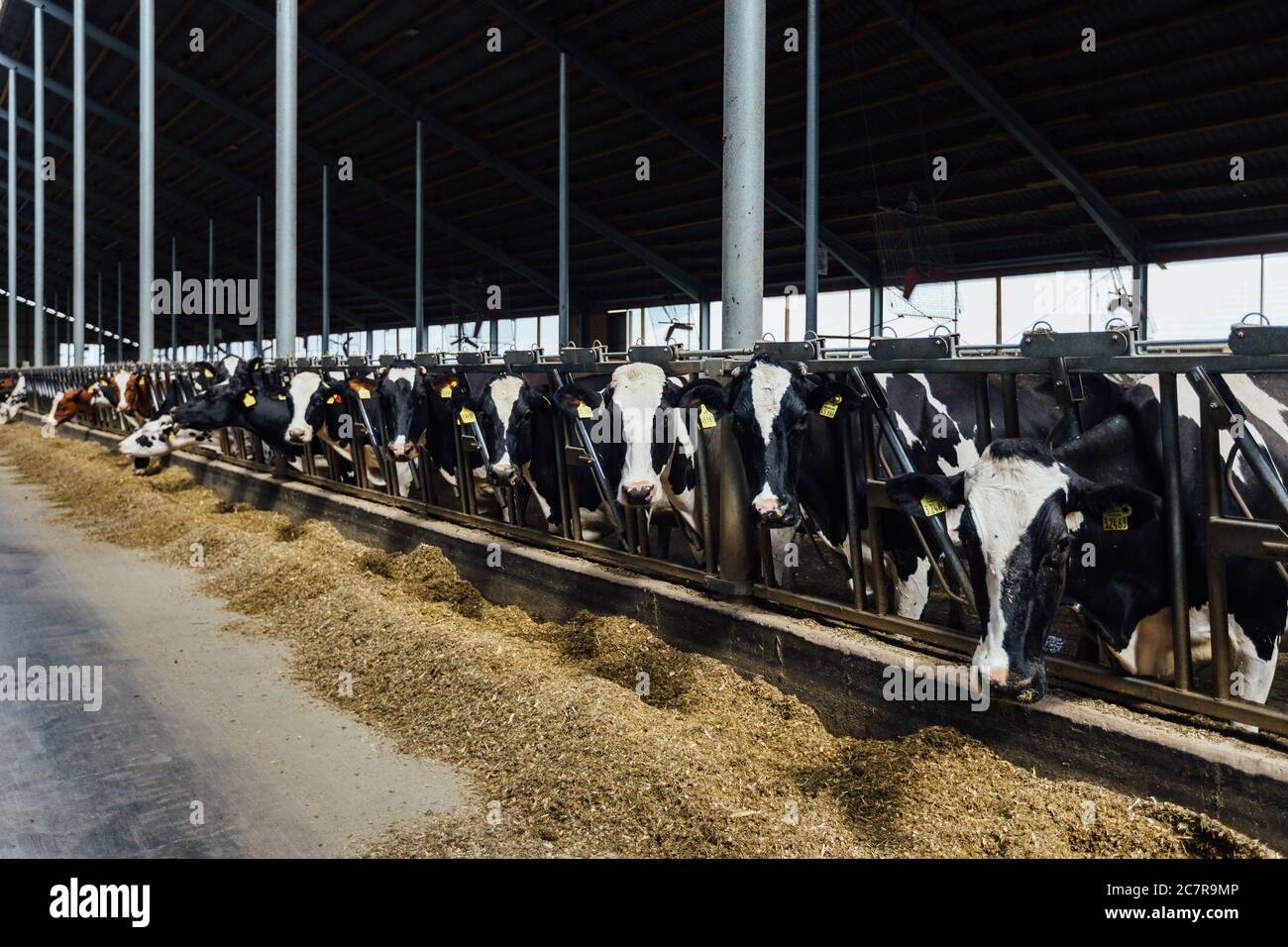 Holstein vaches de journal frisonnes dans la stalle de bétail libre Banque D'Images