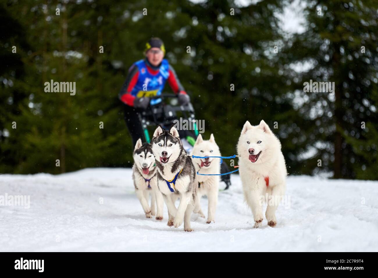 Courses de chiens de traîneau Husky. Compétition d'équipe de traîneau