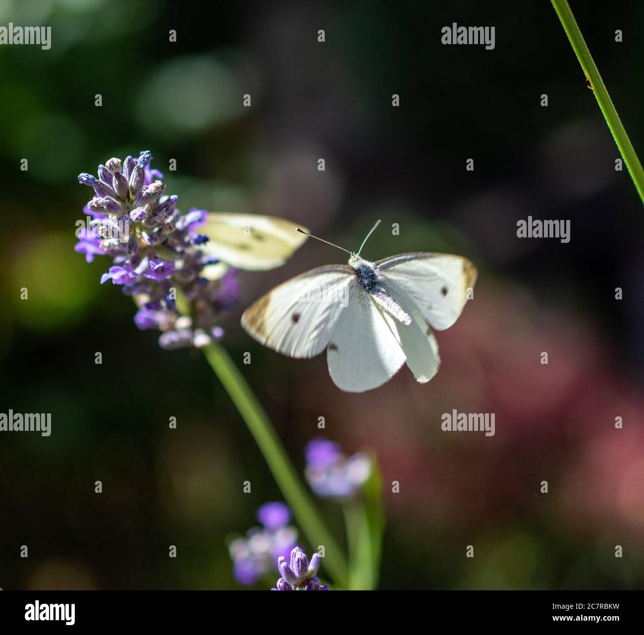 Le chou blanc papillon débarquant sur un brin de lavande Banque D'Images
