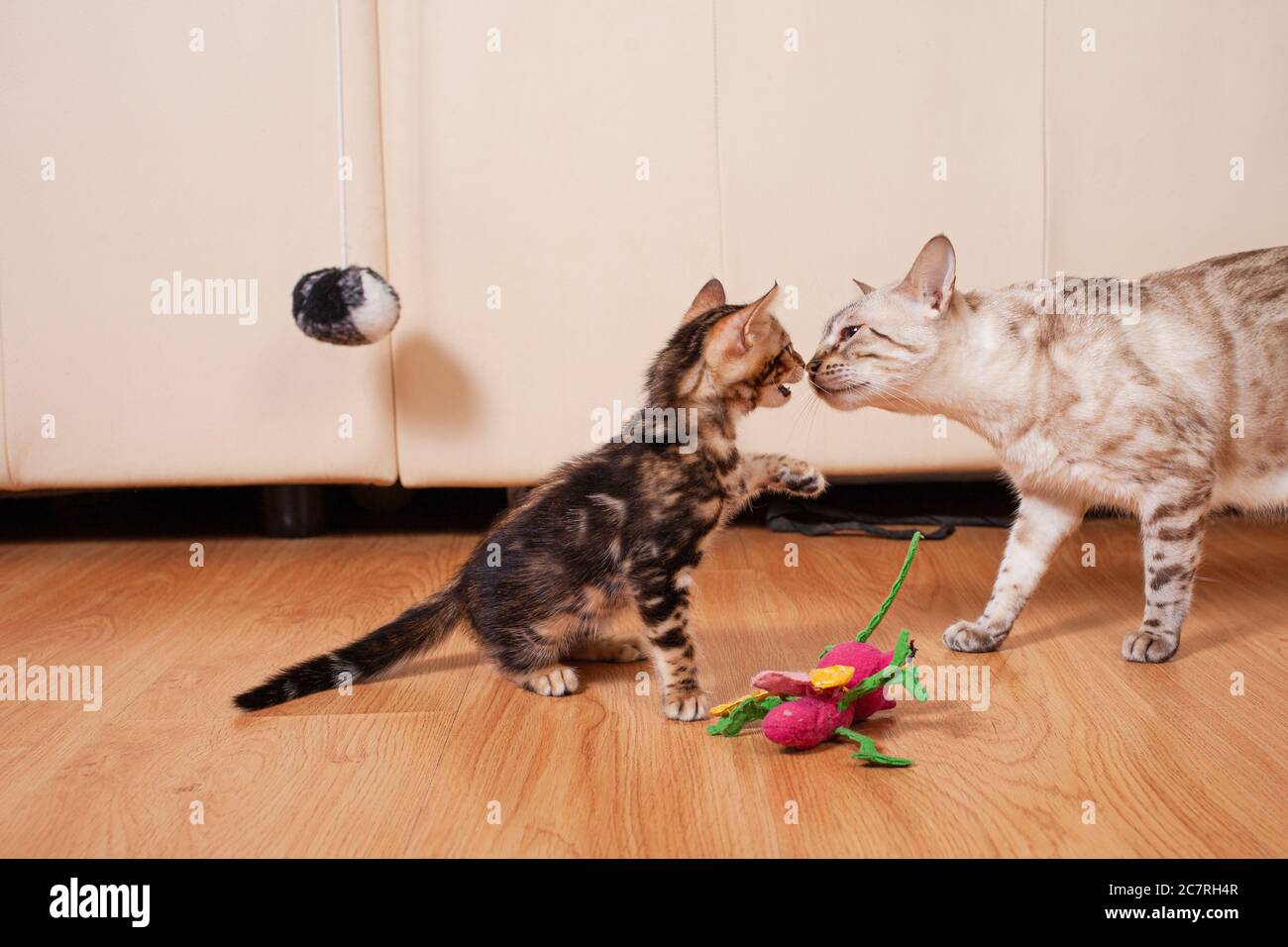Un Petit Chaton Tigre Brun Et Sa Mere Bengali Blanche Est Un Chat Le Fils Et La Mere Jouent Dans L Appartement Sur Fond De Cuir Beige Photo Stock Alamy Un Petit Chaton Tigre Brun Et Sa Mere Bengali Blanche Est Un Chat Le Fils Et La Mere Jouent Dans L Appartement Sur Fond De Cuir Beige Photo Stock Alamy