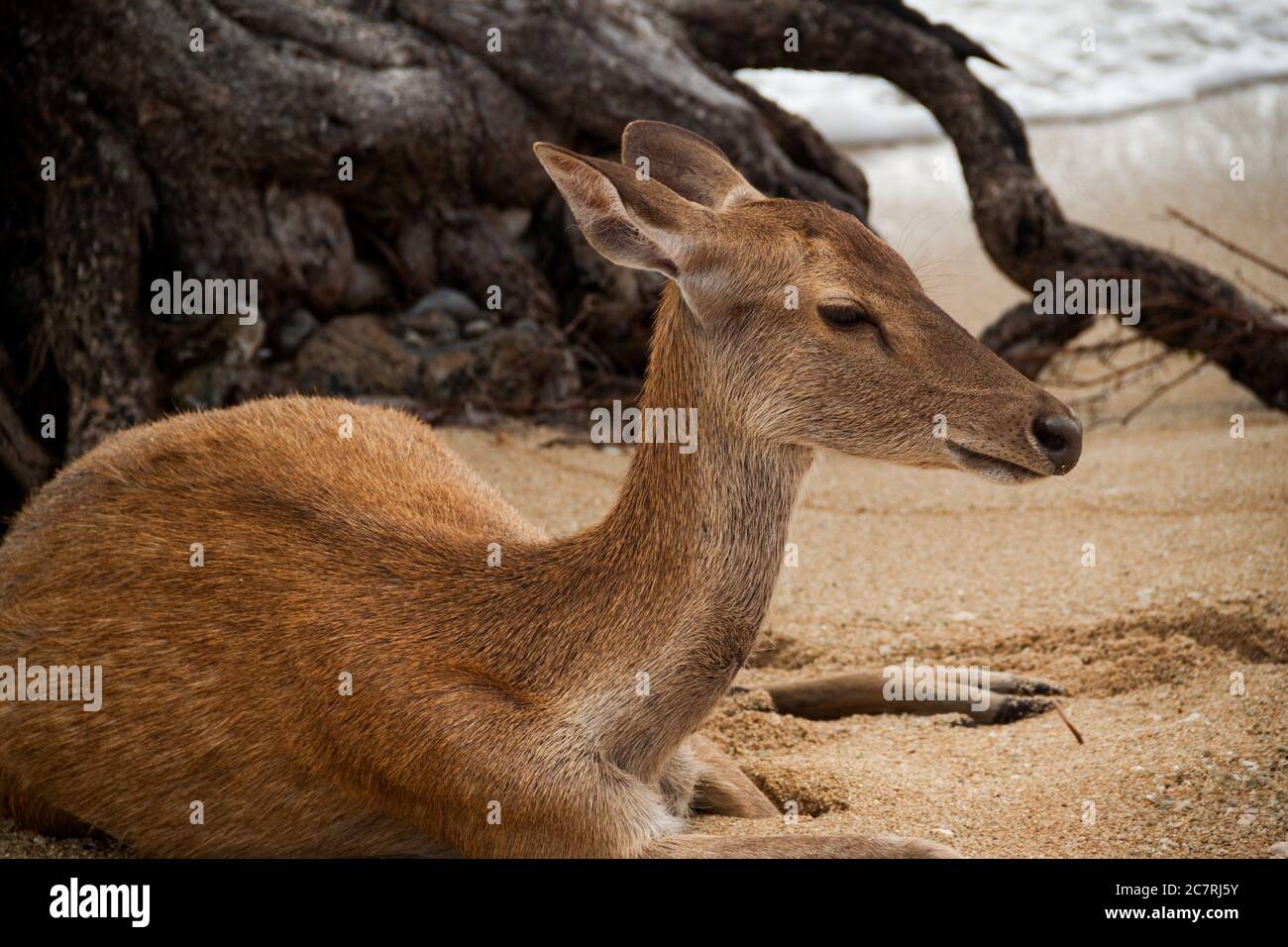 Une image rapprochée d'un cerf reposant sous l'arbre sur la plage de sable Banque D'Images