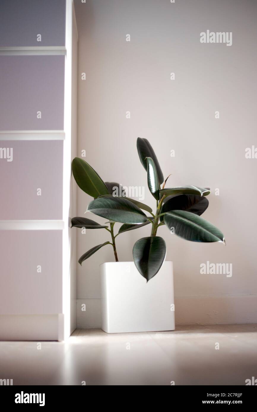Plante en caoutchouc avec intérieur blanc minimal Banque D'Images